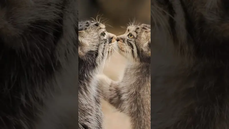 ノヴォシビルスク動物園のイヴとボリスの動画