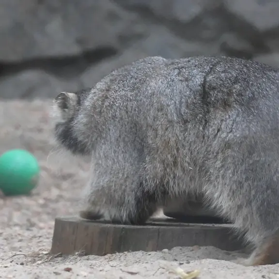 ノヴォシビルスク動物園のマヌルネコの写真