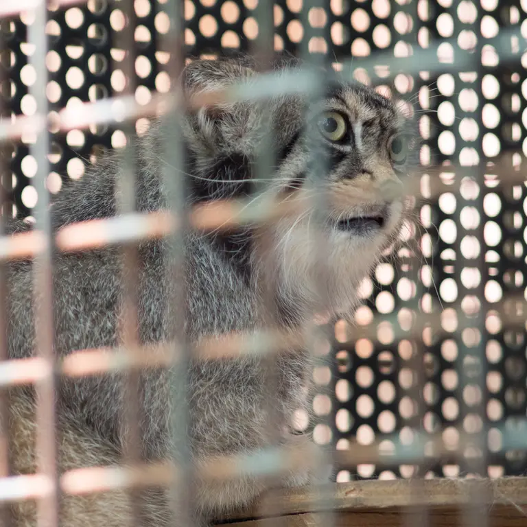 神戸市立王子動物園のイーリスの写真