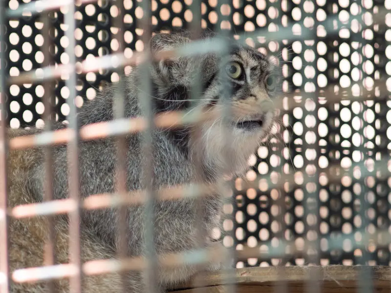 神戸市立王子動物園のイーリスの写真