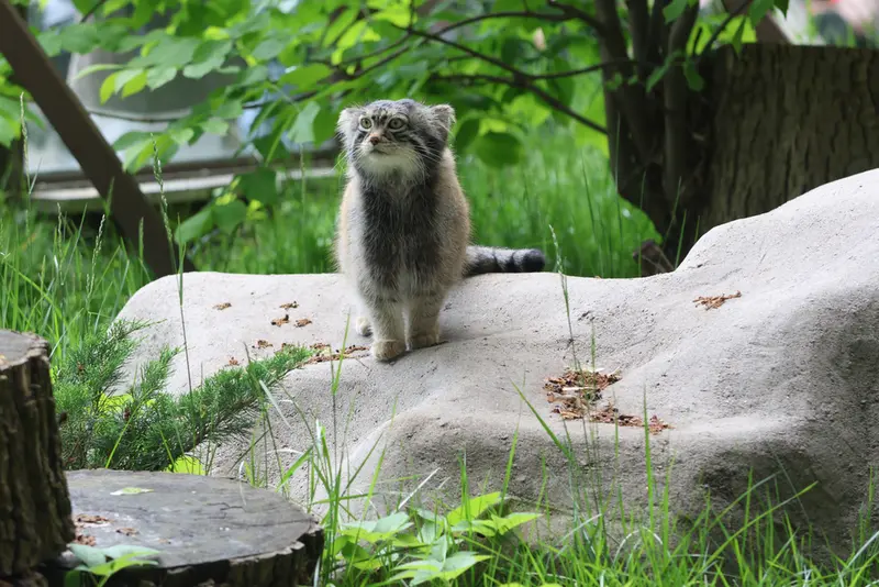 モスクワ動物園のティモフェイの写真