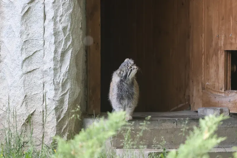 モスクワ動物園のティモフェイの写真