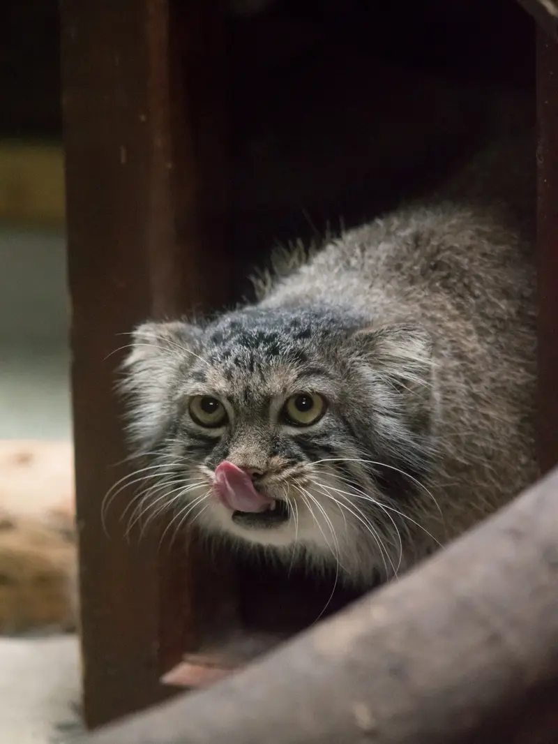 恩賜上野動物園のサフランの写真