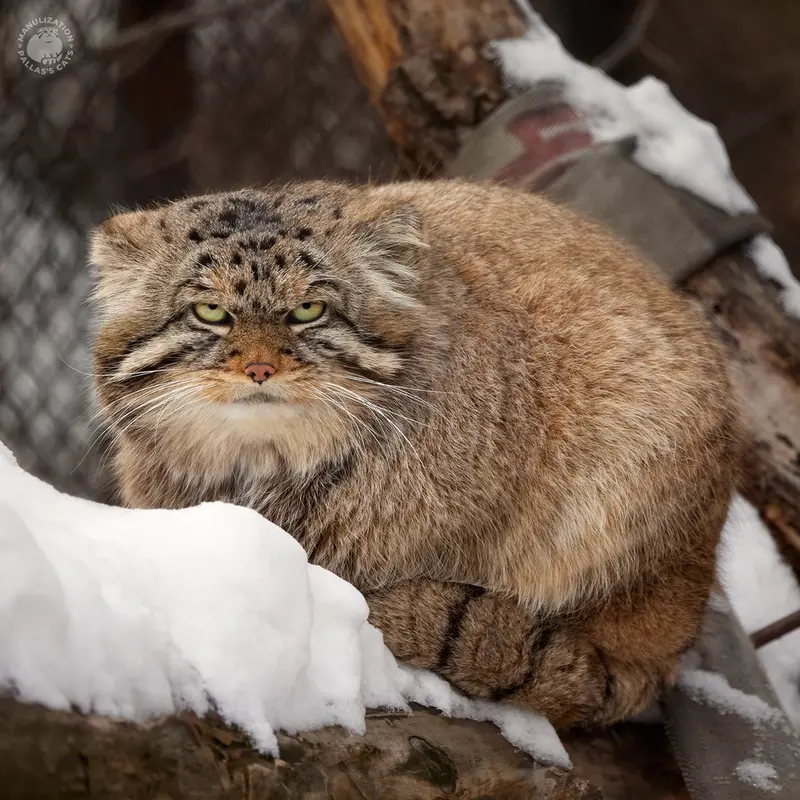 ノヴォシビルスク動物園のマヌルネコのジョージ