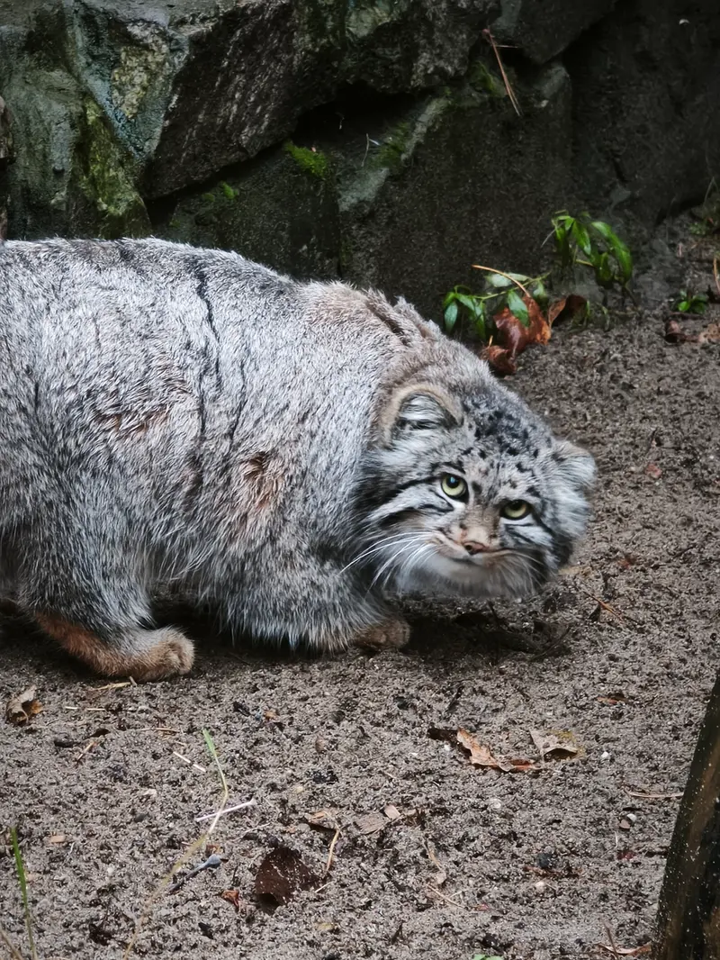 ノヴォシビルスク動物園のグレイの写真