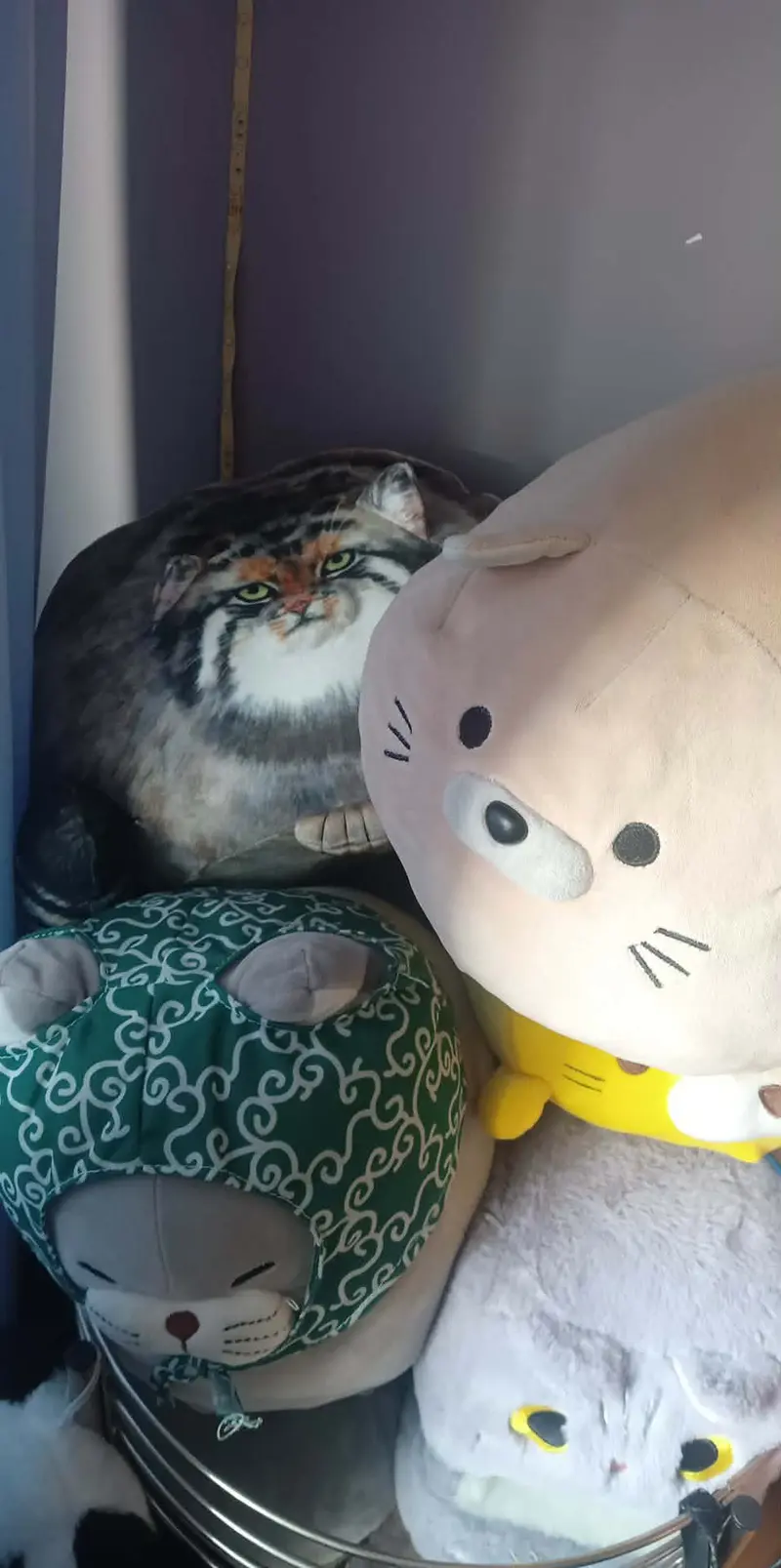 マヌルネコの写真