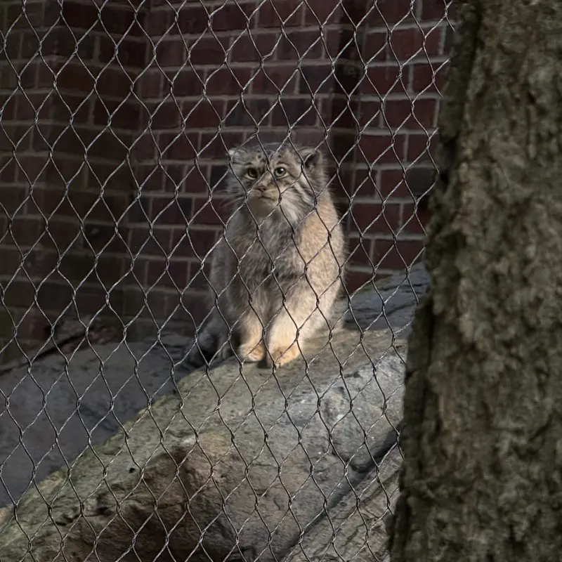 プロスペクト・パーク動物園のサルナイの写真