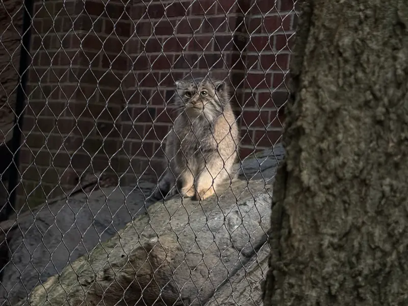 プロスペクト・パーク動物園のサルナイの写真