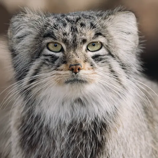 プエブロ動物園のタイ・チーの写真