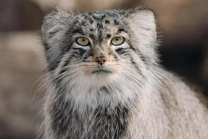 プエブロ動物園のタイ・チーの写真