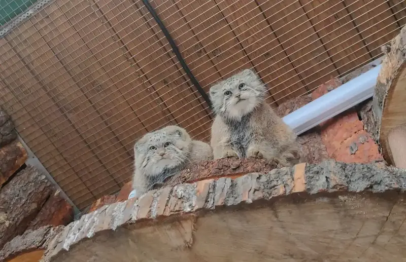 マヌルネコの写真
