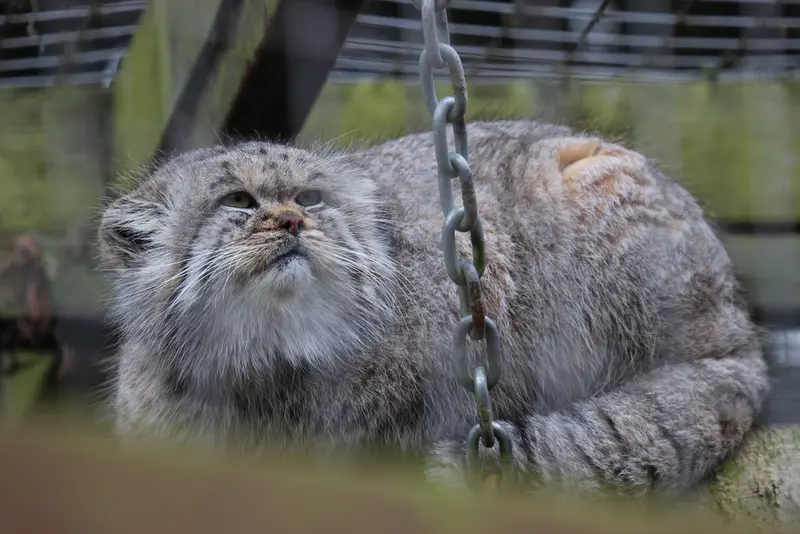 バナム動物園のバックの写真