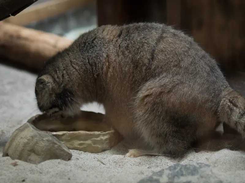 恩賜上野動物園のプリームラの写真