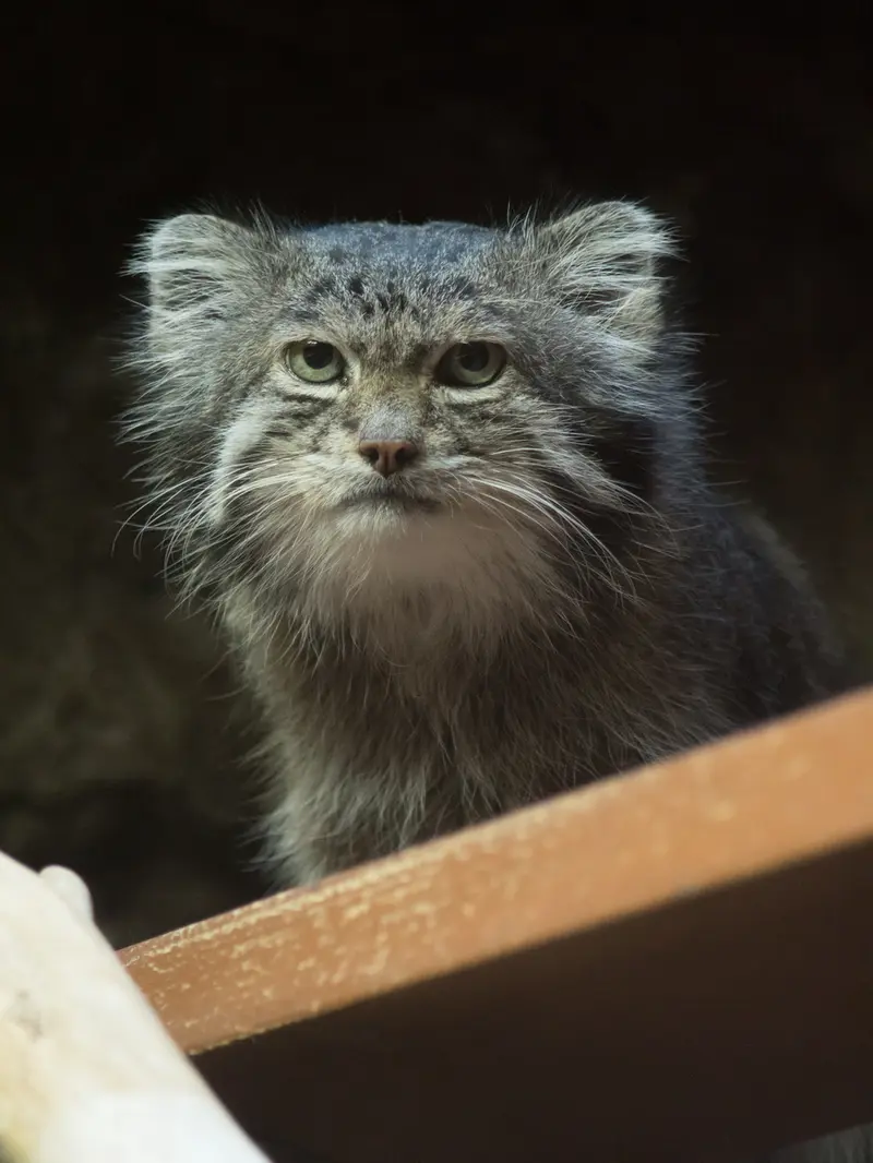 恩賜上野動物園のクリョンの写真