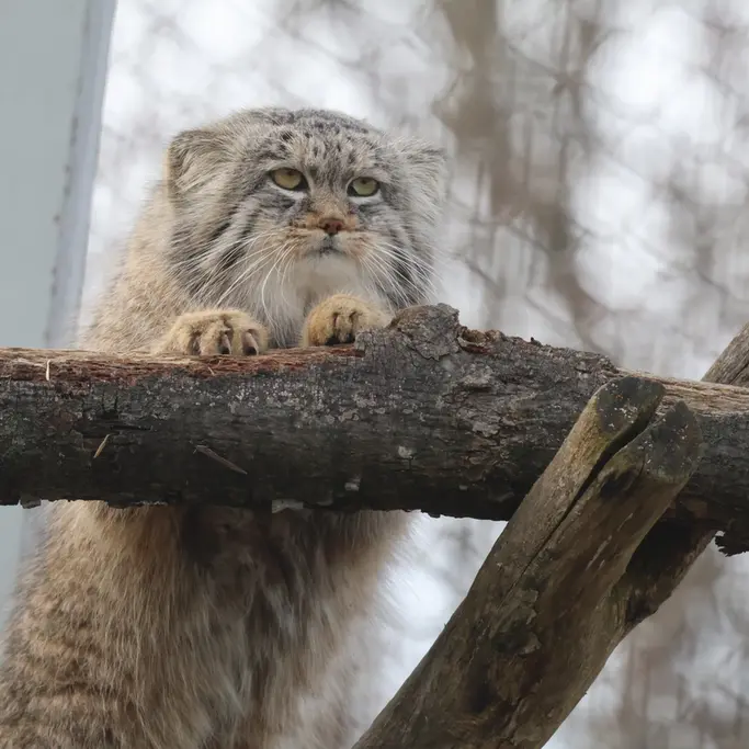 コルケアサーリ動物園のアルカスの写真