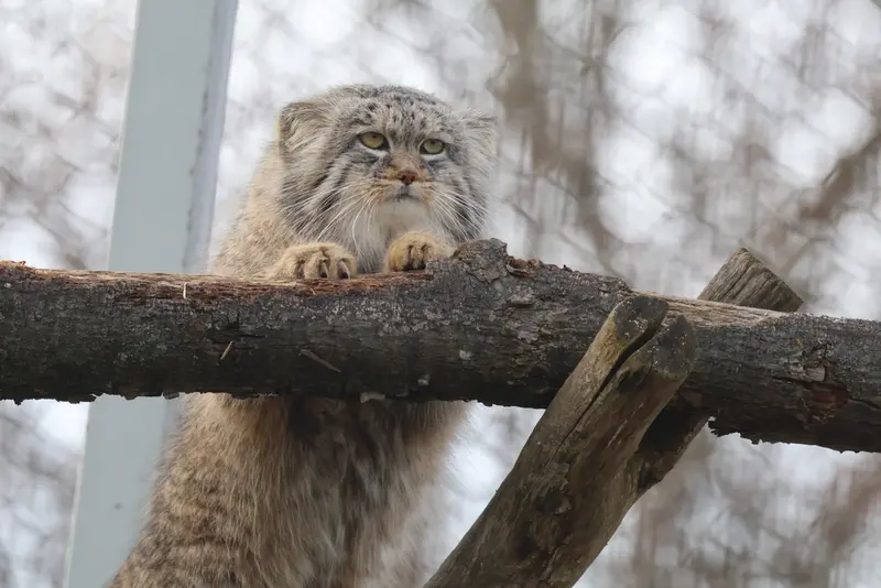 コルケアサーリ動物園のアルカスの写真