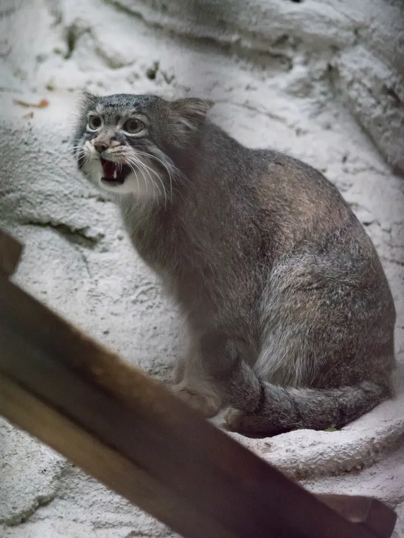 野毛山動物園のフィーガの写真