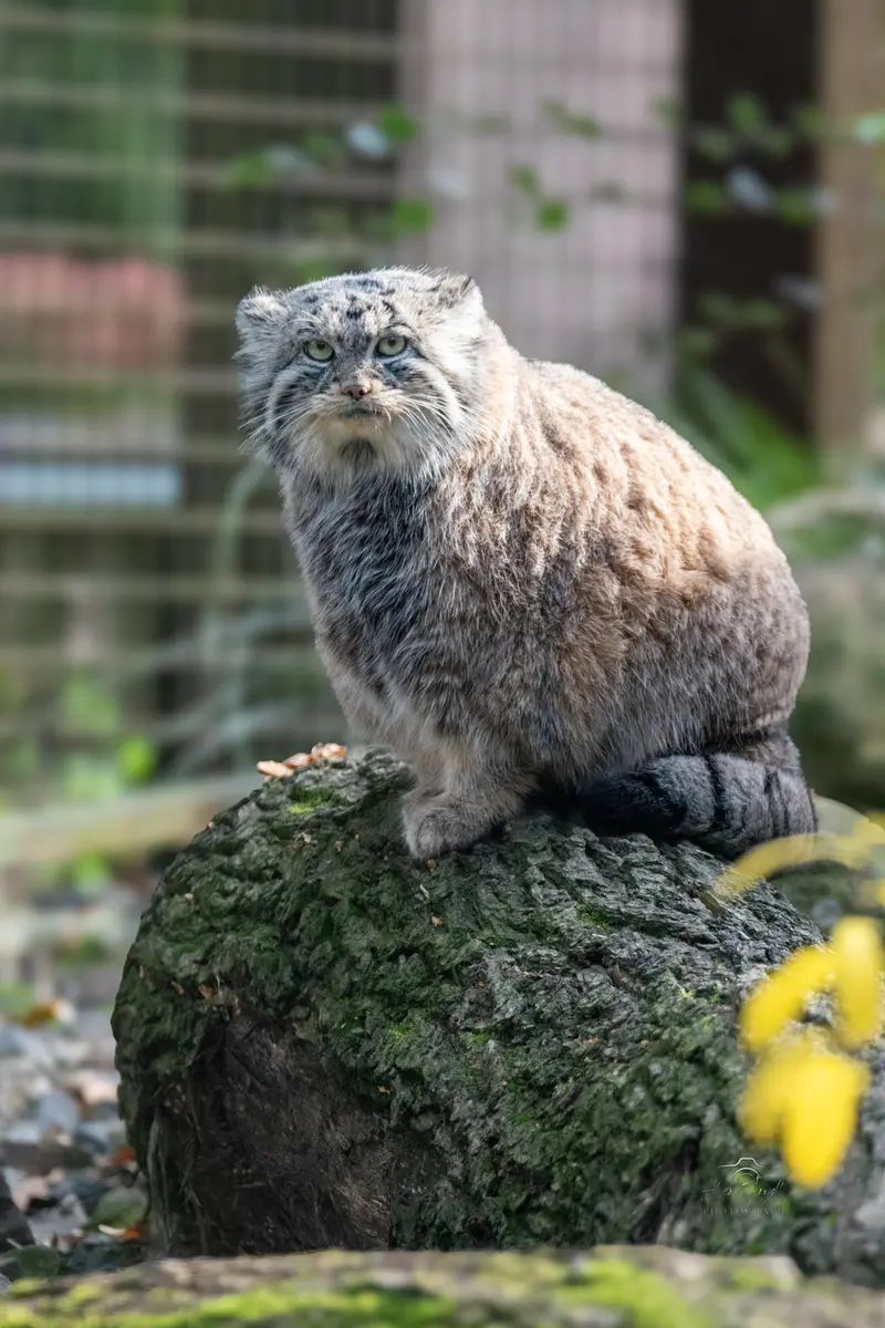 オストラヴァ動物園のモイラの写真