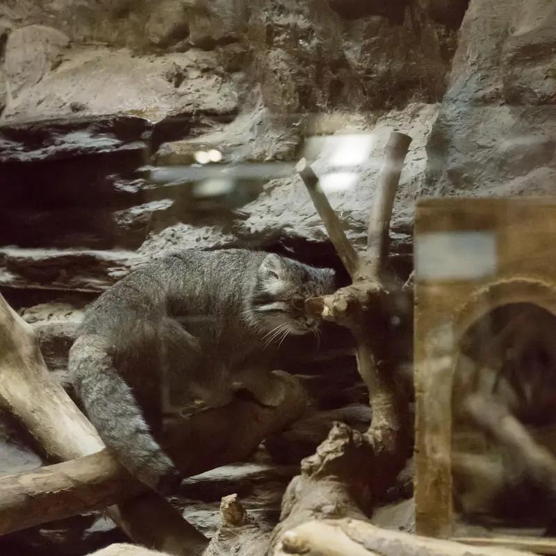 恩賜上野動物園のクリョンの写真