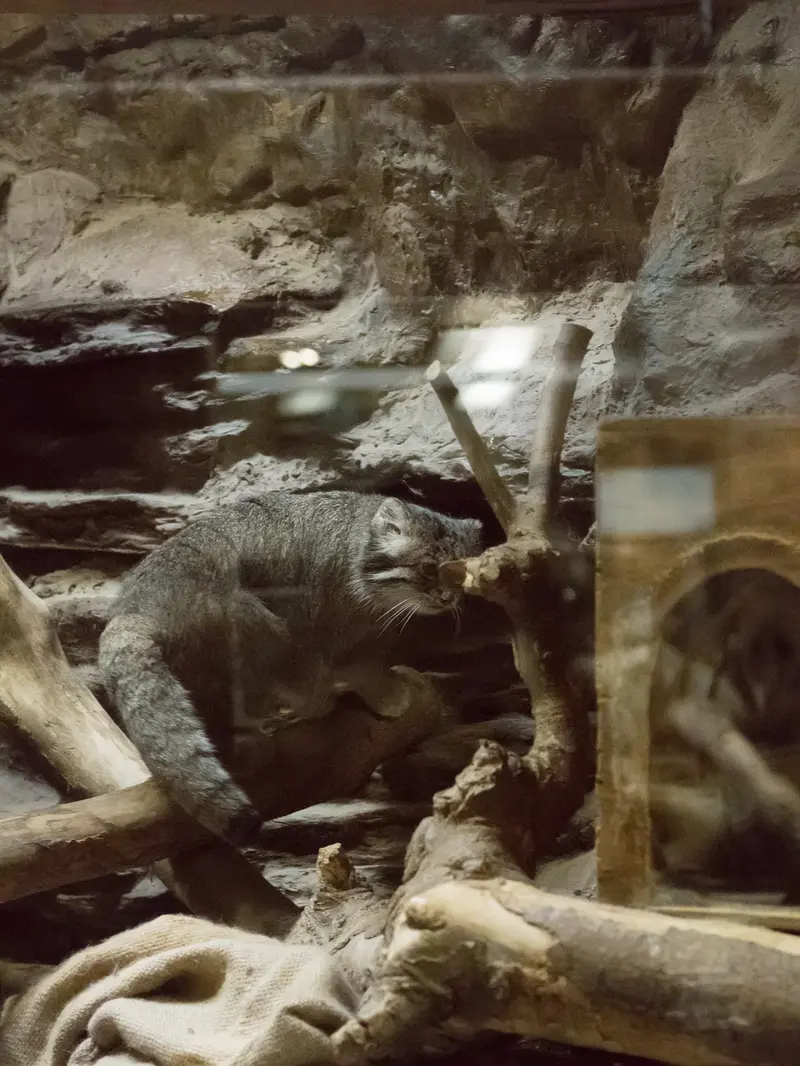 恩賜上野動物園のクリョンの写真