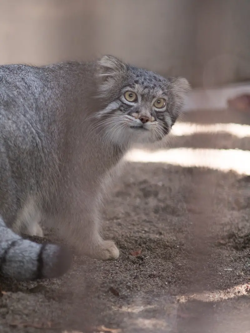 野毛山動物園のフィーガの写真