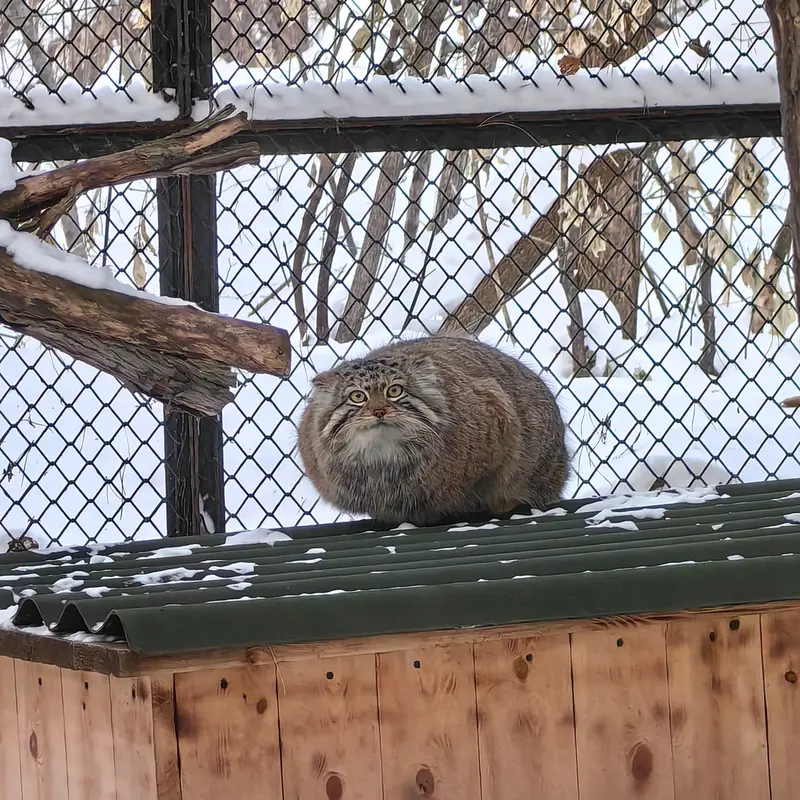 ノヴォシビルスク動物園のエルフの写真