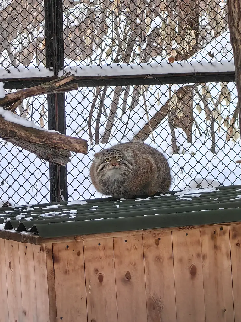 ノヴォシビルスク動物園のエルフの写真