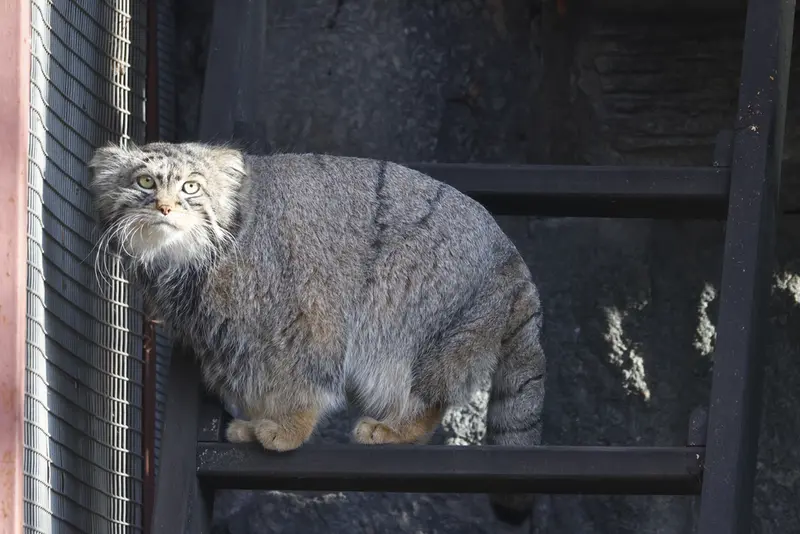 モスクワ動物園のティモフェイの写真