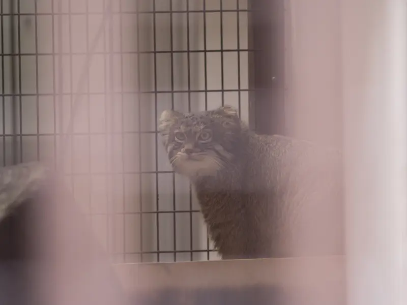 野毛山動物園のフィーガの写真