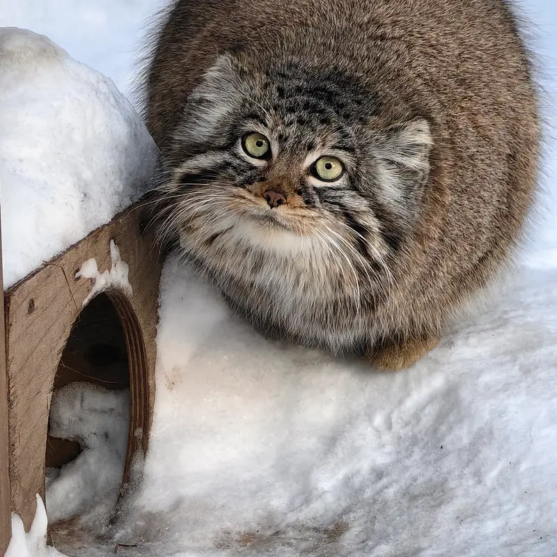 ノヴォシビルスク動物園のゾーシャの写真