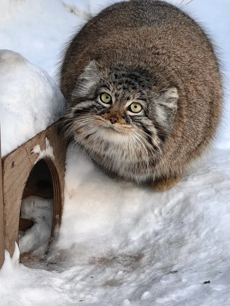 ノヴォシビルスク動物園のゾーシャの写真