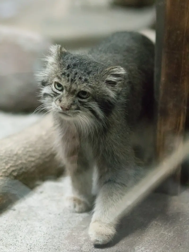 恩賜上野動物園のクリョンの写真