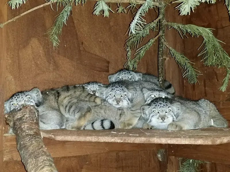 ハイランド野生動物公園のローザ、トゥル、ベラ、アルラ、エルデネ、ペマとジェスロの写真