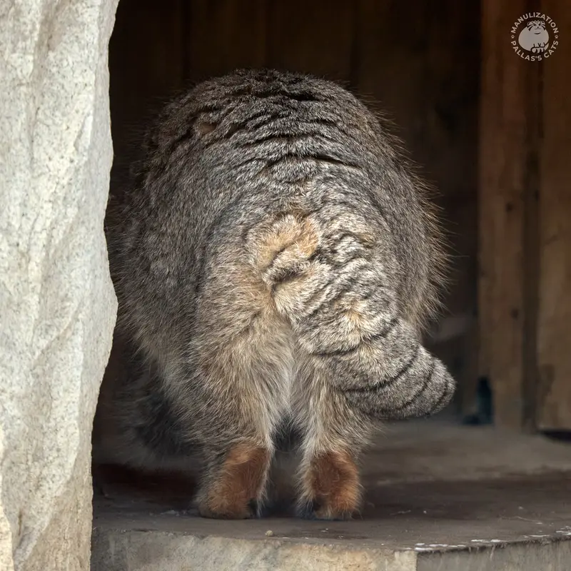 モスクワ動物園のティモフェイの写真