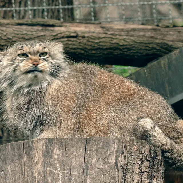 リトアニア動物園のメリッサの写真