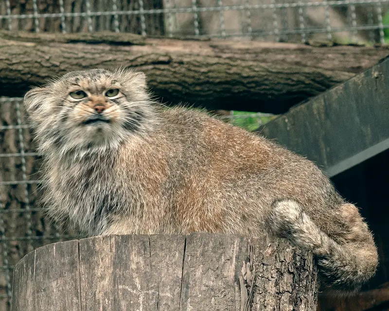 リトアニア動物園のメリッサの写真