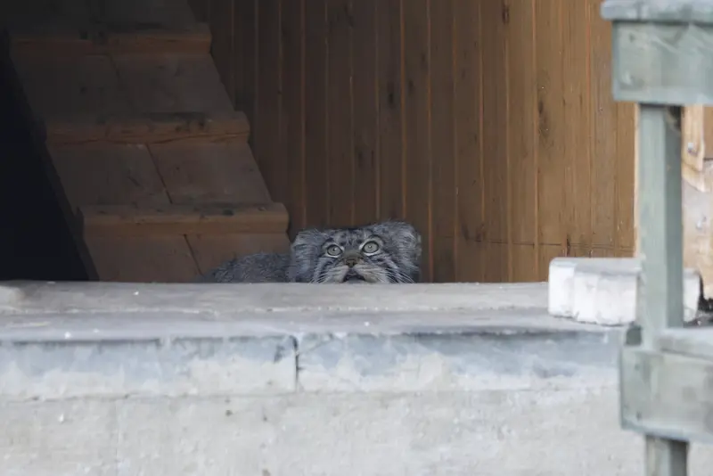 モスクワ動物園のティモフェイの写真