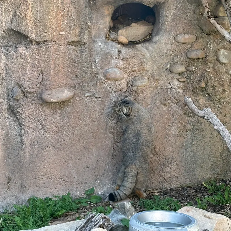ユタ州ホグル動物園のフィラリスの写真