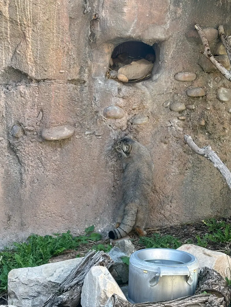 ユタ州ホグル動物園のフィラリスの写真