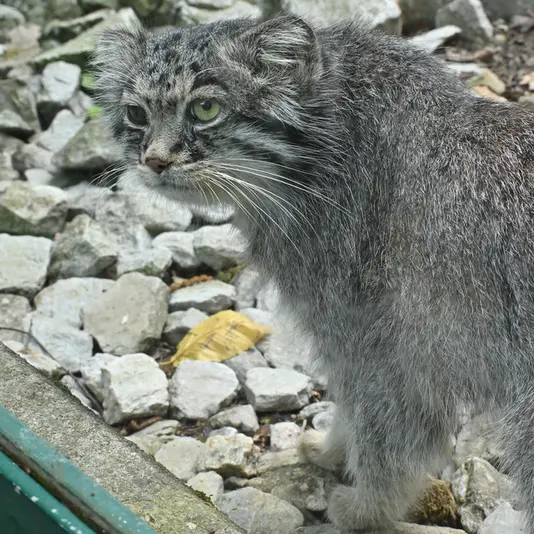 オペル動物園のバトゥの写真