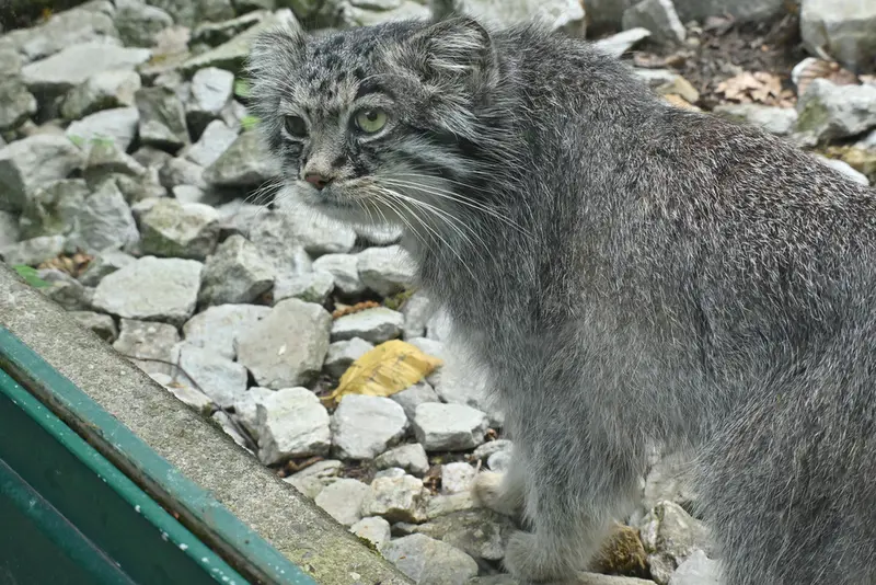 オペル動物園のバトゥの写真