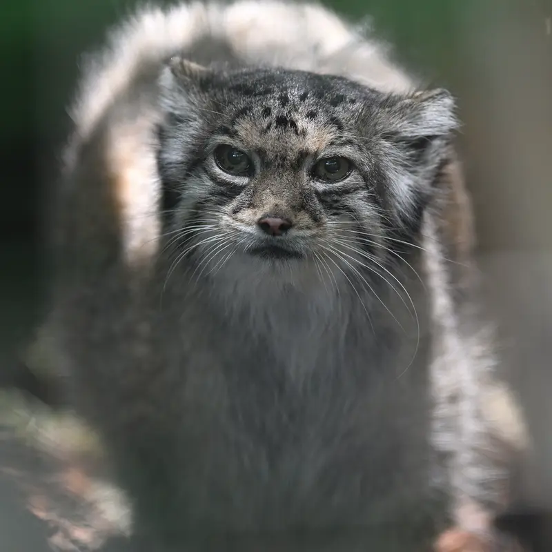 東山動植物園のハニーの写真