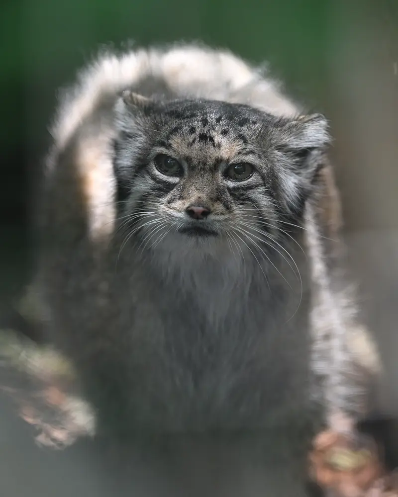 東山動植物園のハニーの写真
