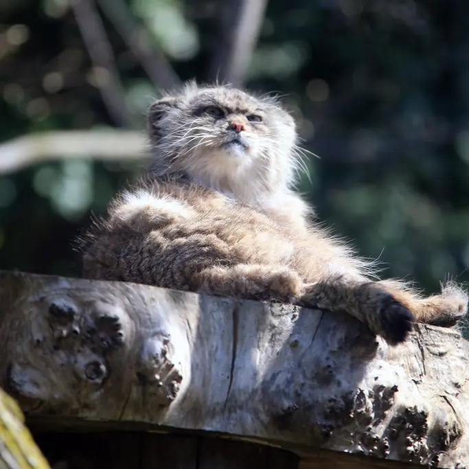 ウッチ動物園のパッツォの写真