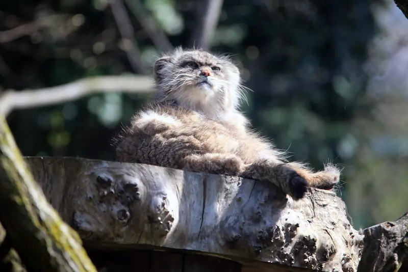 ウッチ動物園のパッツォの写真