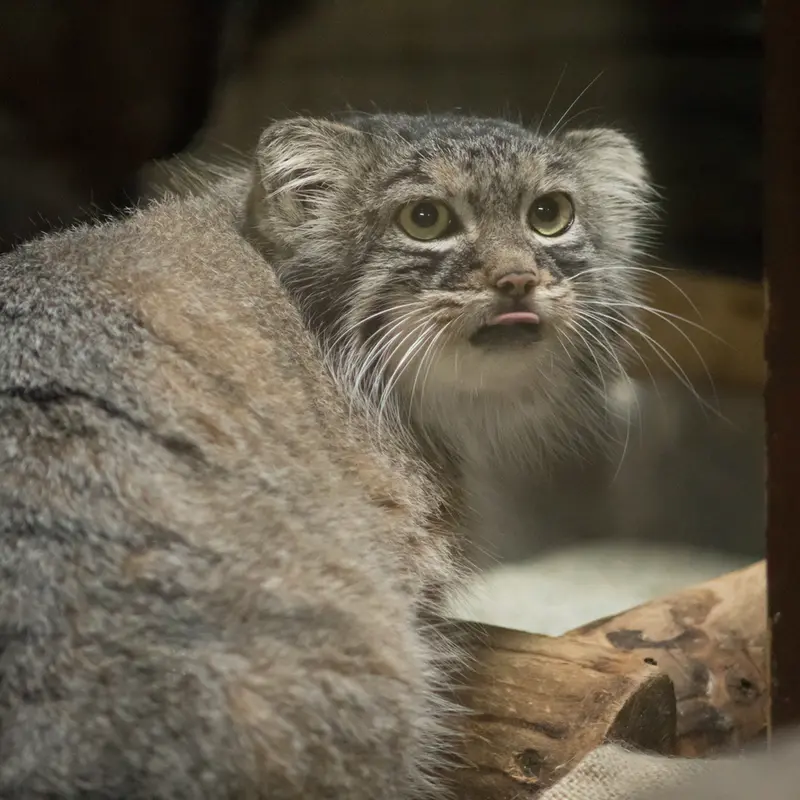 恩賜上野動物園のサフランの写真