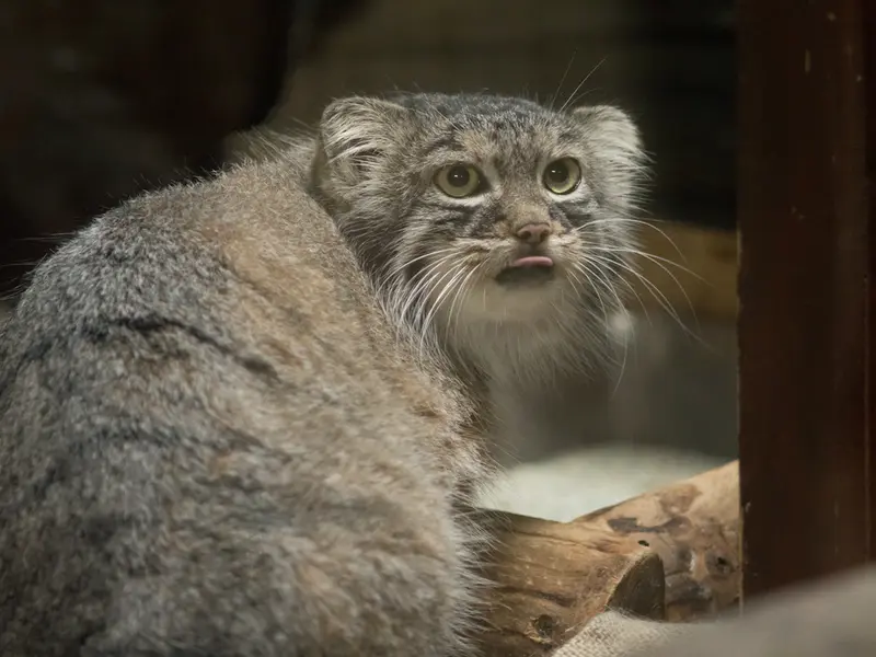 恩賜上野動物園のサフランの写真