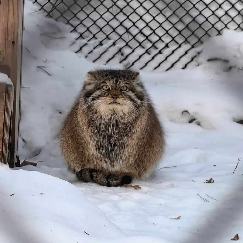 ノヴォシビルスク動物園のラストチカの写真