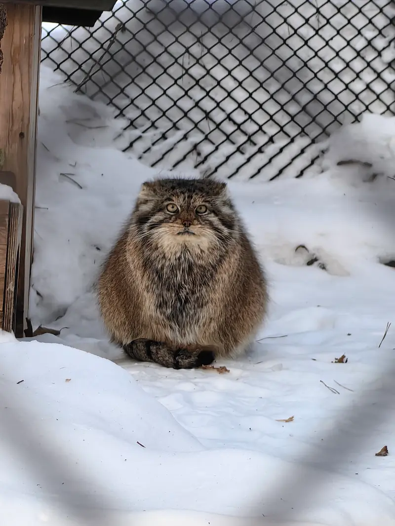 ノヴォシビルスク動物園のラストチカの写真