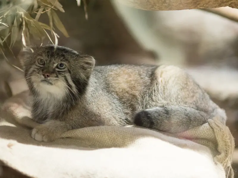 恩賜上野動物園のクリョンの写真